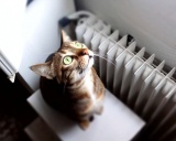 кошка сококе